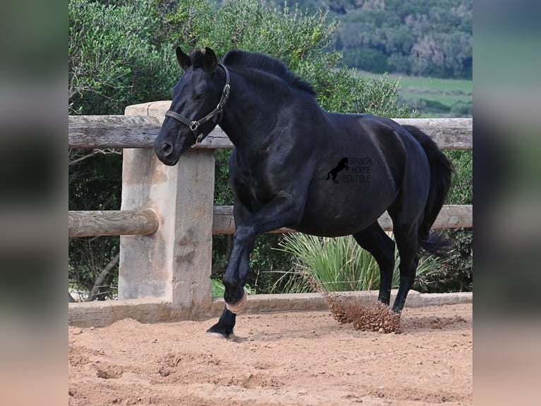 Menorquin Mare 9 years 15,1 hh Black in Menorca