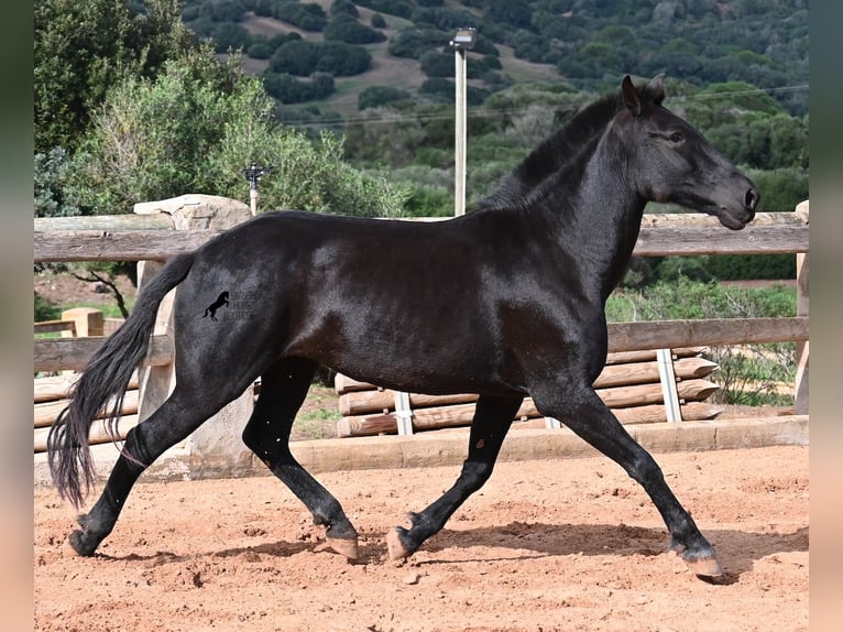 Menorquin Mare 9 years 15,2 hh Black in Menorca