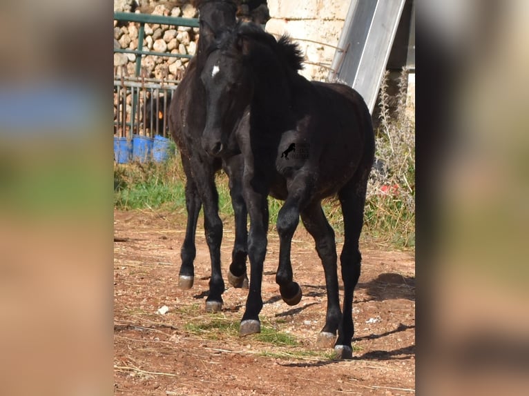 Menorquin Mare Foal (05/2024) 15,1 hh Black in Menorca