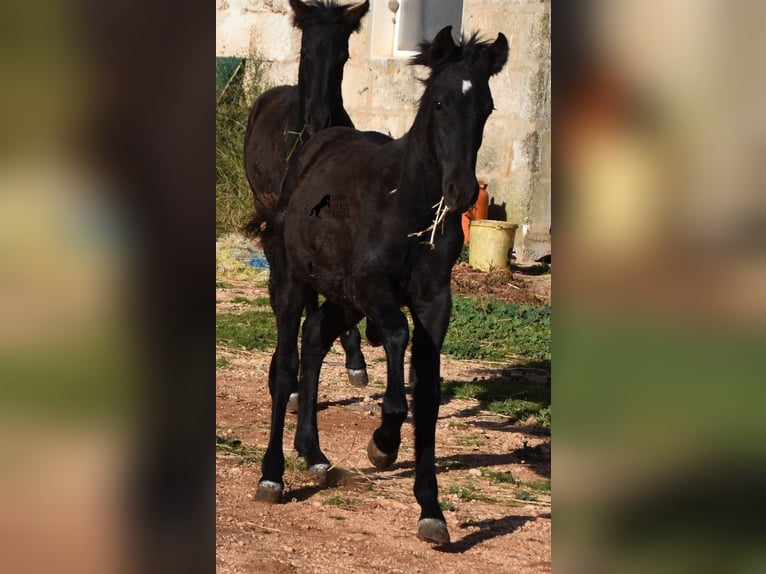 Menorquin Mare Foal (05/2024) 15,1 hh Black in Menorca