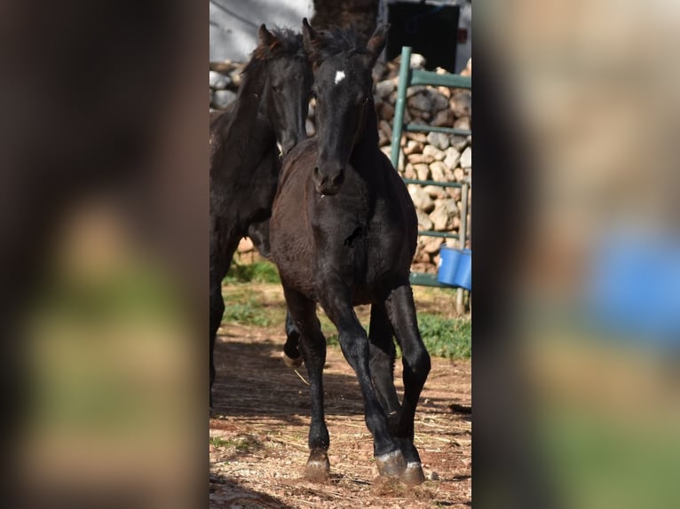 Menorquin Mare Foal (05/2024) 15,1 hh Black in Menorca