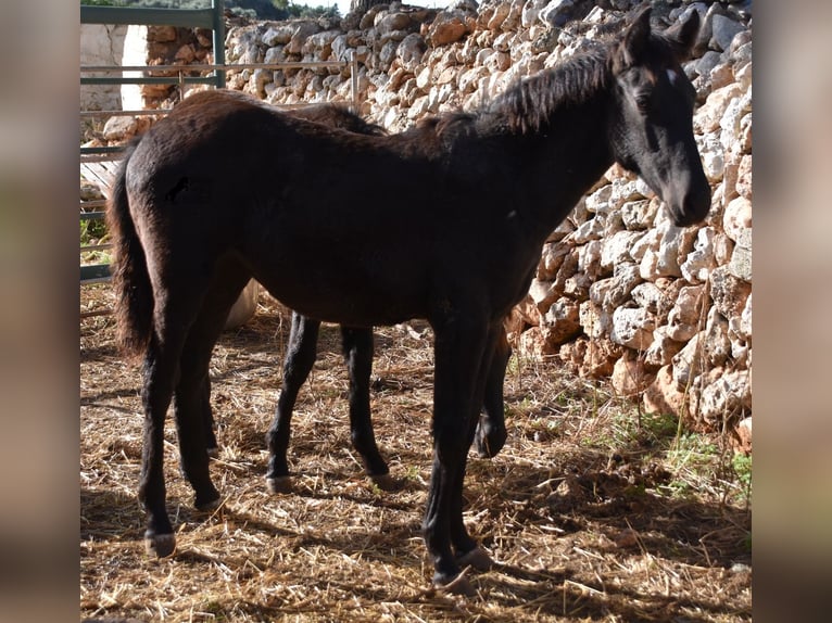 Menorquin Mare Foal (05/2024) 15,1 hh Black in Menorca