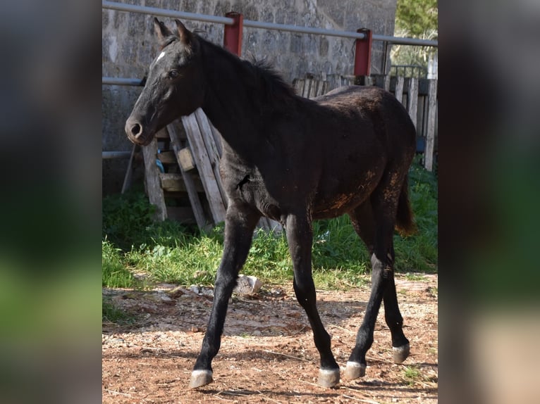 Menorquin Mare Foal (05/2024) 15,1 hh Black in Menorca