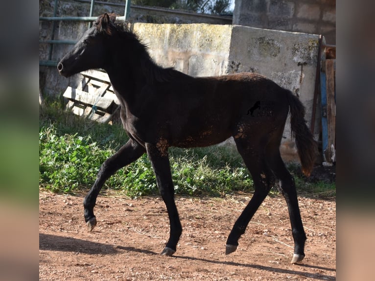 Menorquin Mare Foal (06/2024) 15,1 hh Black in Menorca