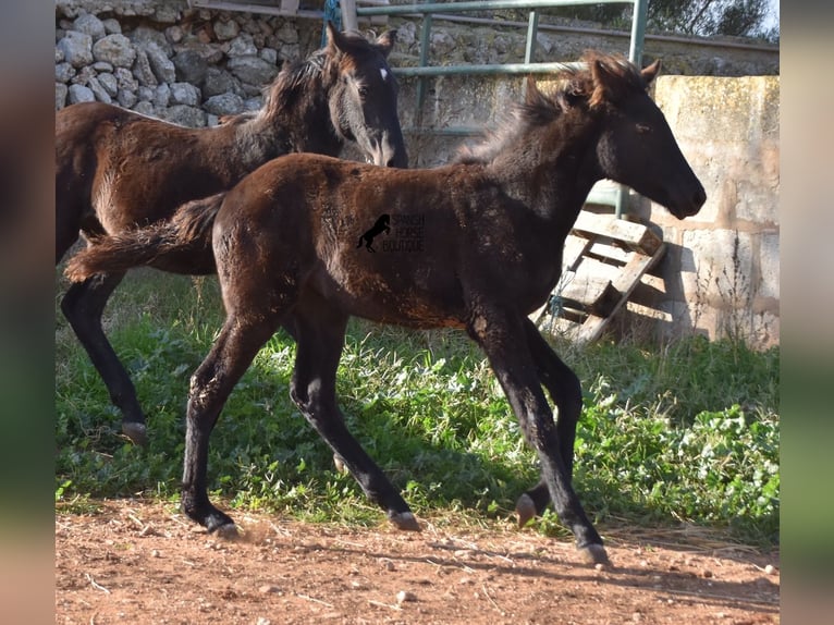 Menorquin Mare Foal (06/2024) 15,1 hh Black in Menorca