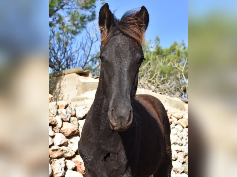 Menorquin Mare Foal (06/2024) 15,1 hh Black in Menorca