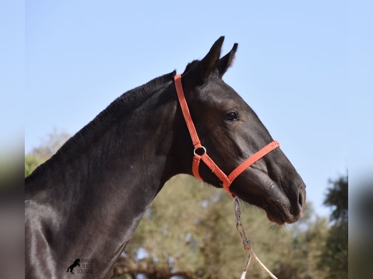 Menorquin Mare Foal (01/2024) 15,1 hh Black in Menorca