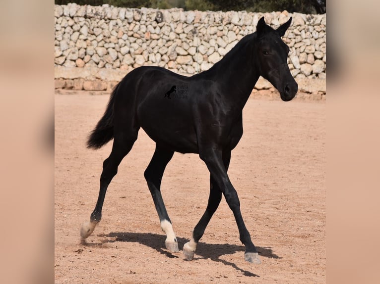 Menorquin Mare Foal (01/2024) 15,1 hh Black in Menorca