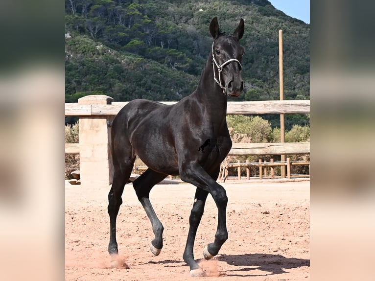 Menorquin Mare Foal (02/2026) 15.2 hh Black in Menorca