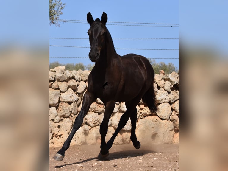 Menorquin Mare Foal (01/2024) 15,2 hh Black in Menorca