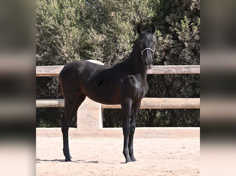 Menorquin Mare Foal (02/2026) 15.2 hh Black in Menorca