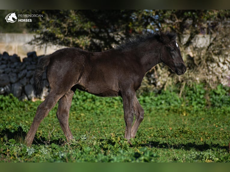 Menorquin Mix Mare  15,2 hh Black in Menorca