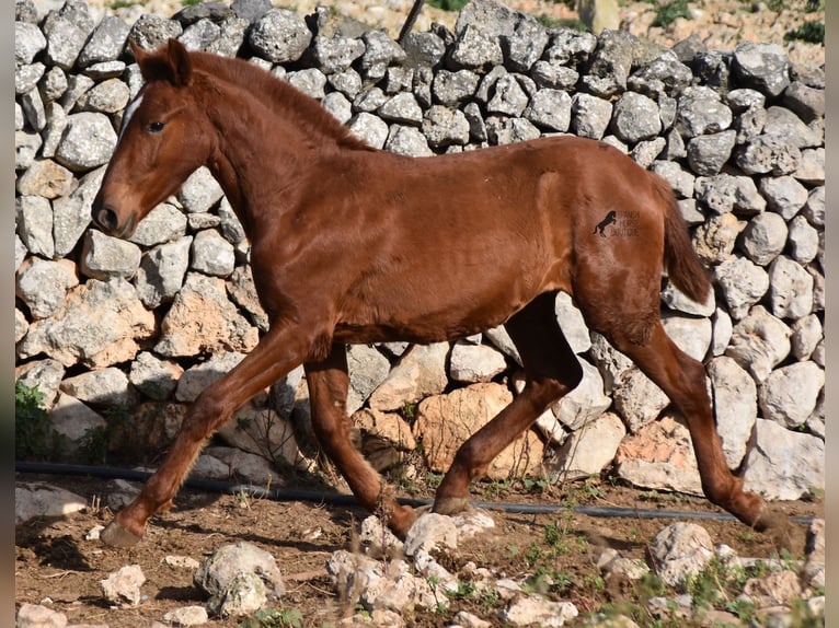 Menorquin Mare Foal (04/2024) 15,2 hh Chestnut-Red in Menorca