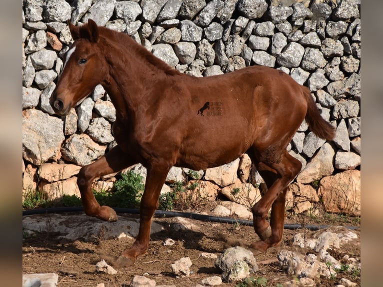 Menorquin Mare Foal (04/2024) 15,2 hh Chestnut-Red in Menorca