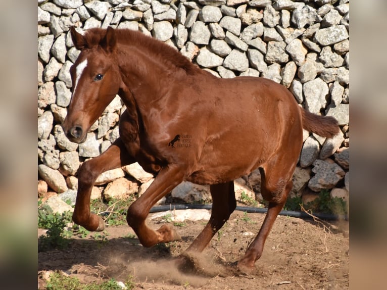 Menorquin Mare Foal (04/2024) 15,2 hh Chestnut-Red in Menorca