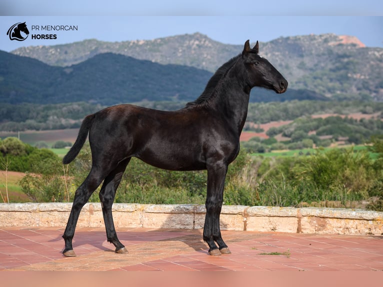 Menorquin Mare Foal (01/2024) 15,3 hh Black in Menorca