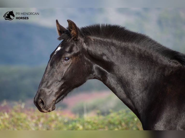 Menorquin Mare Foal (01/2024) 15,3 hh Black in Menorca