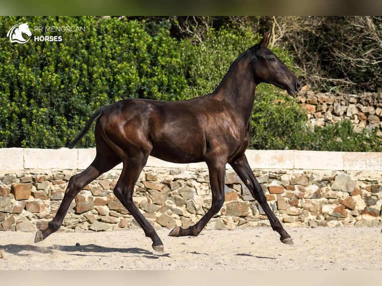 Menorquin Mare Foal (03/2024) 15,3 hh Black in Menorca