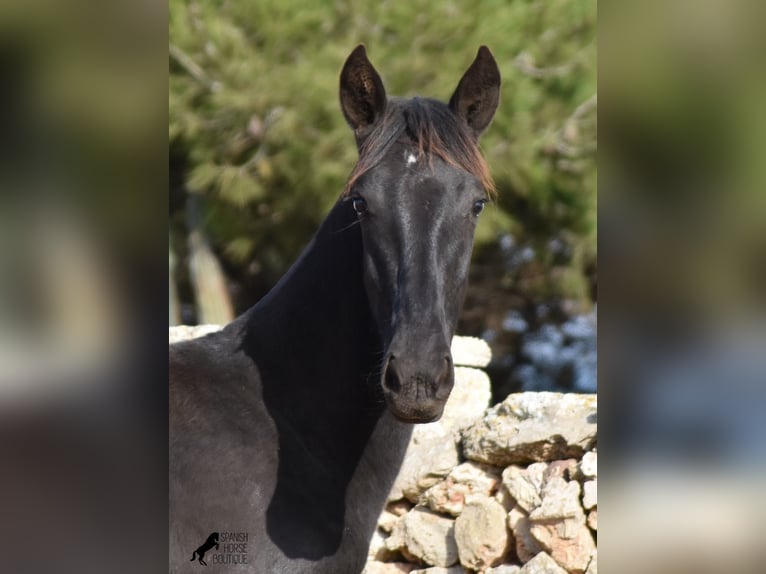 Menorquin Mare Foal (02/2024) 15,3 hh Black in Menorca