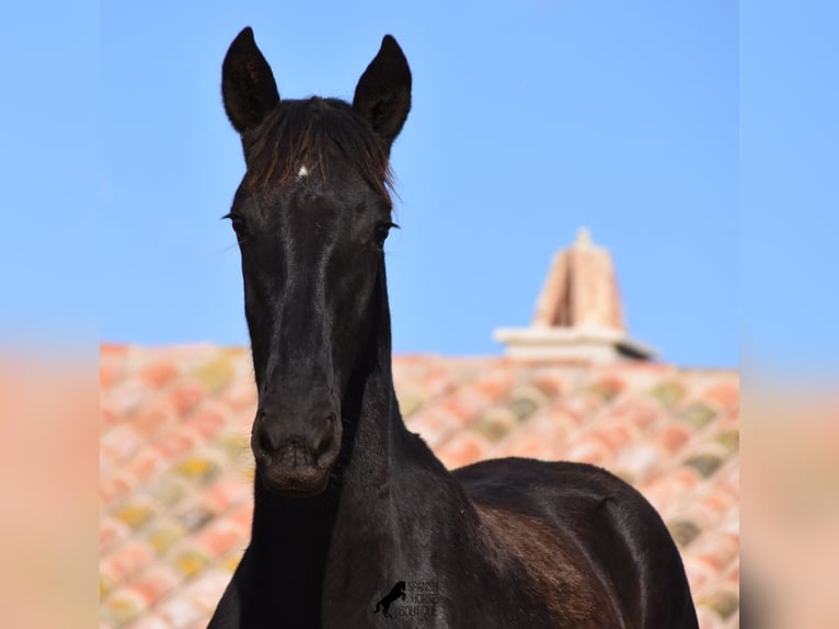 Menorquin Mare Foal (02/2024) 15,3 hh Black in Menorca