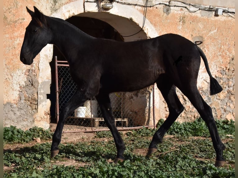 Menorquin Mare Foal (02/2024) 15,3 hh Black in Menorca