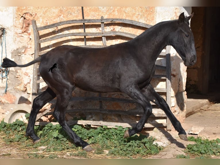 Menorquin Mare Foal (02/2024) 15,3 hh Black in Menorca