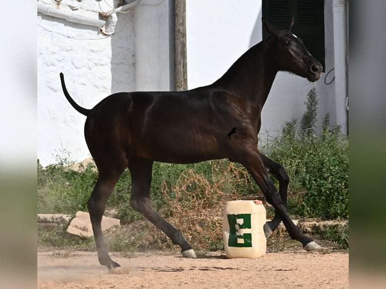 Menorquin Mare Foal (03/2025) 15,2 hh Black in Menorca