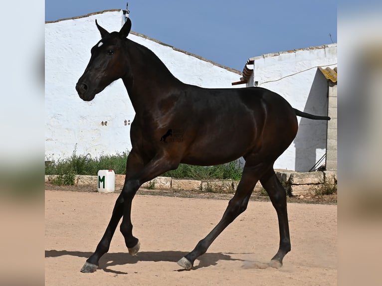 Menorquin Mare Foal (03/2025) 15,2 hh Black in Menorca