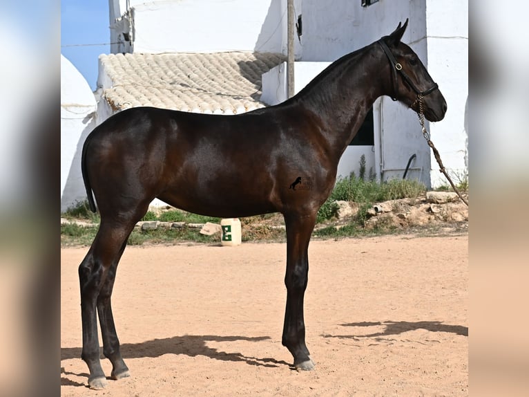 Menorquin Mare Foal (03/2025) 15,2 hh Black in Menorca