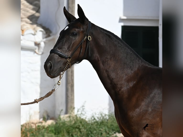 Menorquin Mare Foal (03/2025) 15,2 hh Black in Menorca