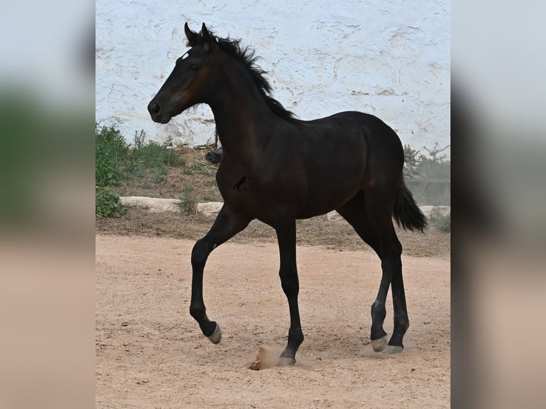 Menorquin Mare  15,3 hh Black in Menorca