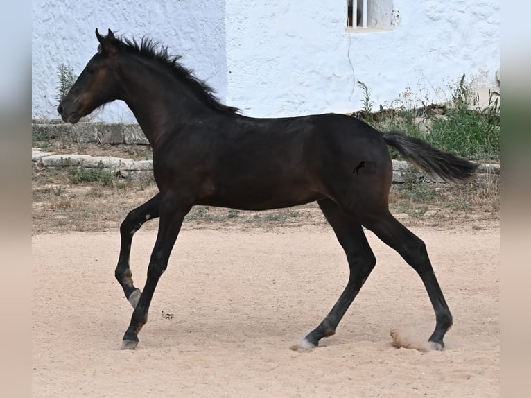 Menorquin Mare  15,3 hh Black in Menorca
