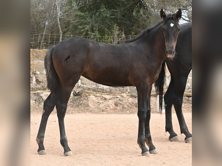 Menorquin Mare  15,3 hh Black in Menorca