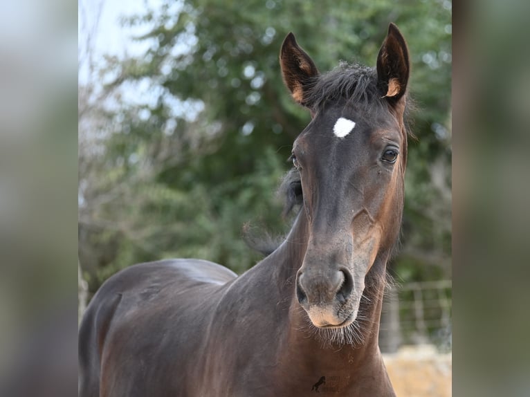 Menorquin Mare  15,3 hh Black in Menorca