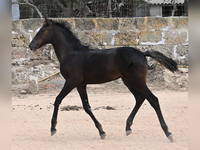 Menorquin Mare  15,3 hh Black in Menorca