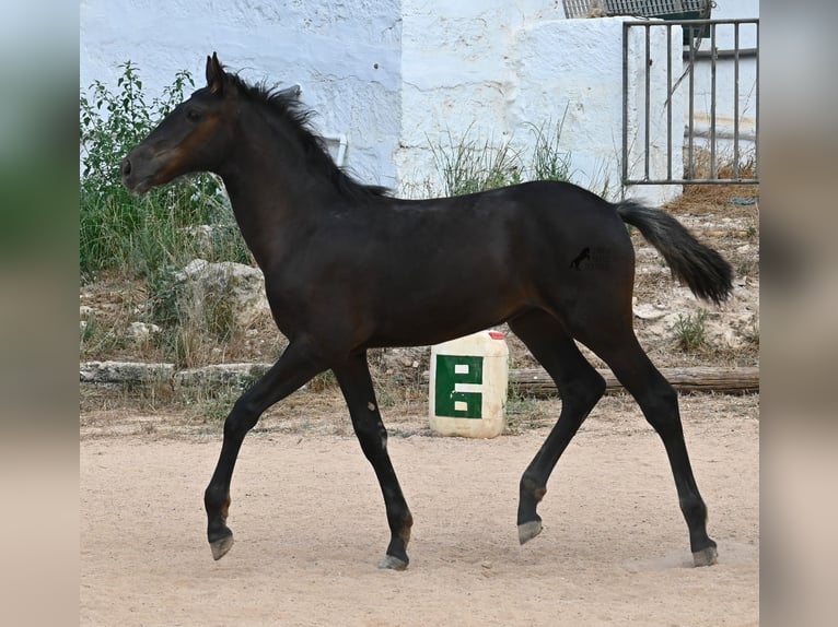 Menorquin Mare  15,3 hh Black in Menorca