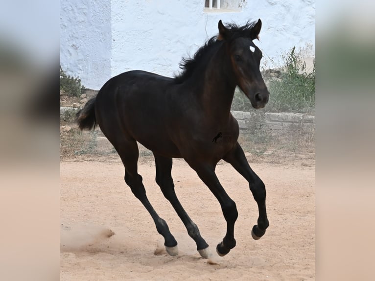 Menorquin Mare  15,3 hh Black in Menorca