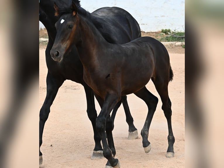 Menorquin Mare  15,3 hh Black in Menorca