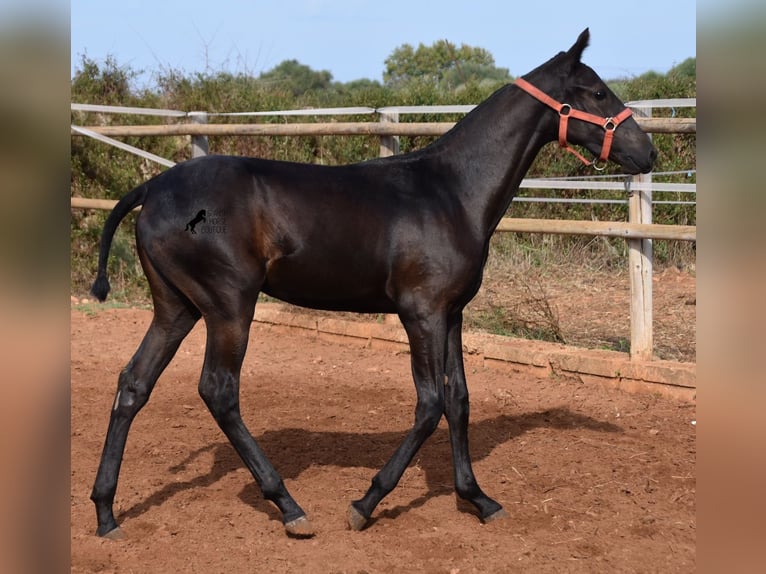 Menorquin Mare Foal (02/2024) 16,1 hh Black in Menorca