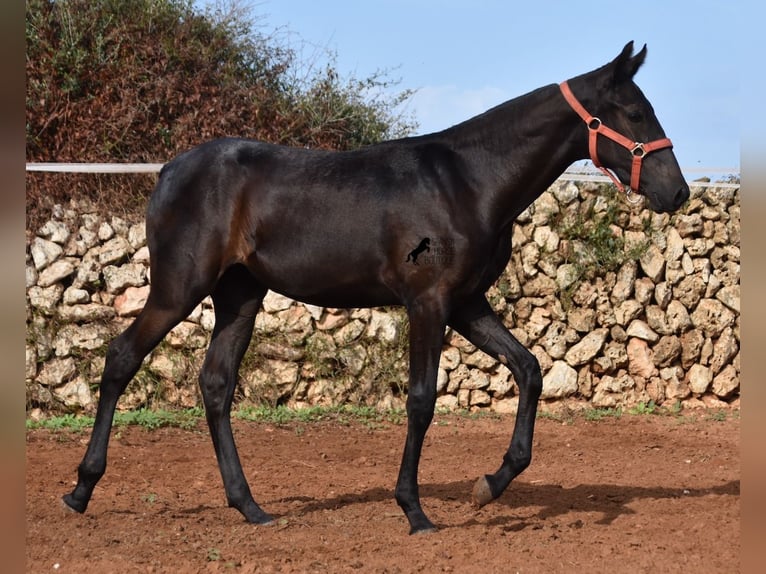 Menorquin Mare Foal (02/2024) 16,1 hh Black in Menorca