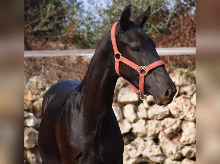 Menorquin Mare Foal (02/2024) 16,1 hh Black in Menorca