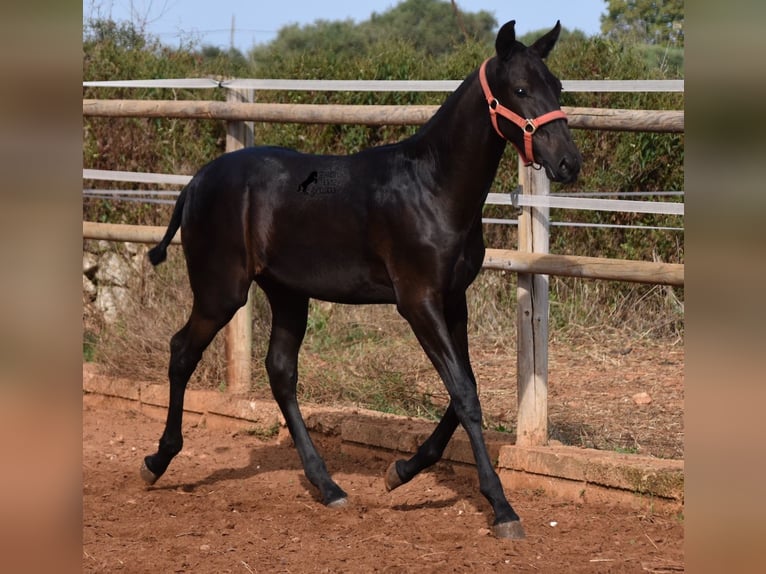 Menorquin Mare Foal (02/2024) 16,1 hh Black in Menorca