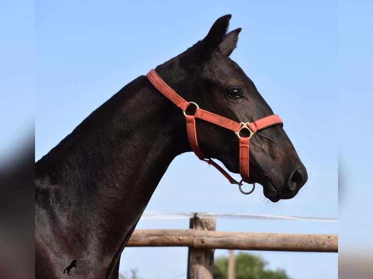 Menorquin Mare Foal (02/2024) 16,1 hh Black in Menorca