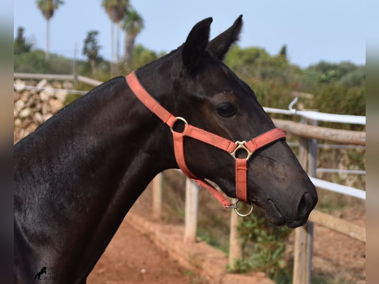 Menorquin Mare Foal (02/2024) 16,1 hh Black in Menorca