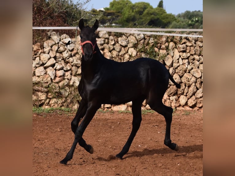 Menorquin Mare Foal (02/2024) 16,1 hh Black in Menorca