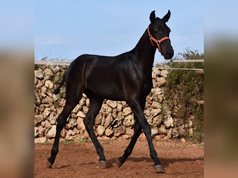 Menorquin Mare Foal (02/2024) 16,1 hh Black in Menorca