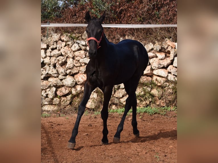 Menorquin Mare Foal (02/2024) 16,1 hh Black in Menorca