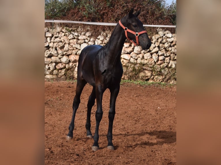 Menorquin Mare Foal (02/2024) 16,1 hh Black in Menorca