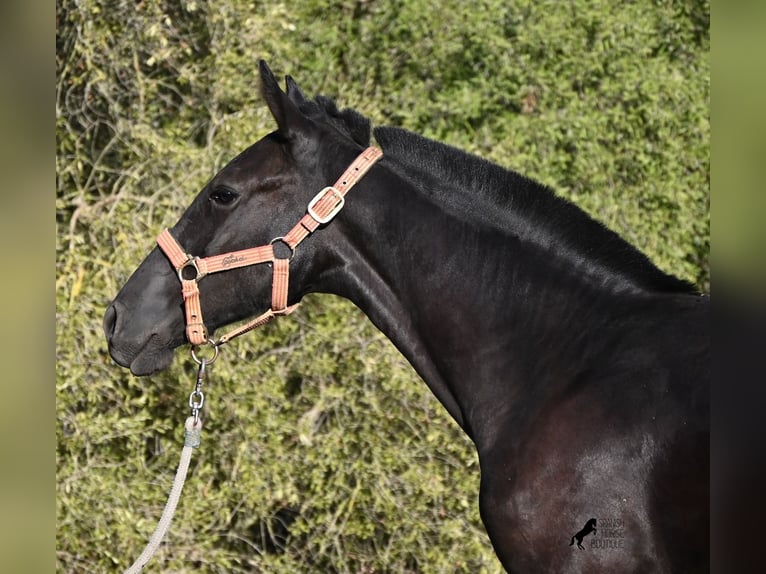 Menorquin Mare Foal (02/2026) 16.2 hh Black in Menorca