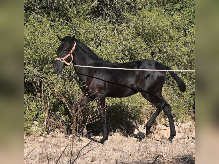 Menorquin Mare Foal (02/2026) 16.2 hh Black in Menorca
